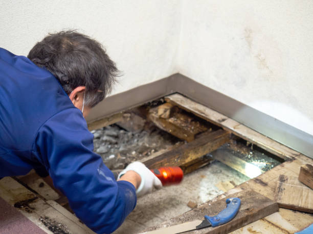 Best Certified Mold Removal  in Cedar Rapids, IA
