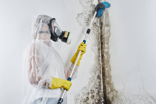 Best Commercial Mold Removal  in Cedar Rapids, IA