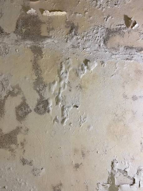 Best Mold Remediation Services  in Cedar Rapids, IA