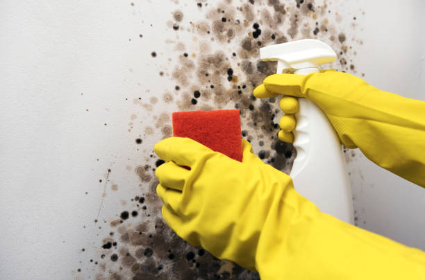 Best Fast Mold Removal  in Cedar Rapids, IA