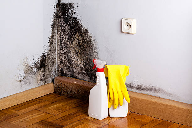 Reliable Cedar Rapids, IA Mold Removal Solutions