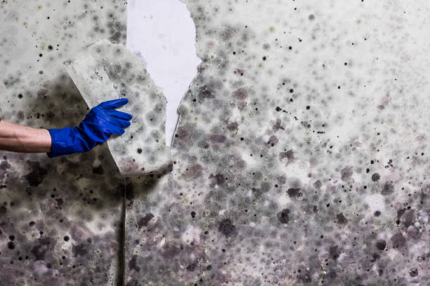 Best Toxic Mold Removal  in Cedar Rapids, IA