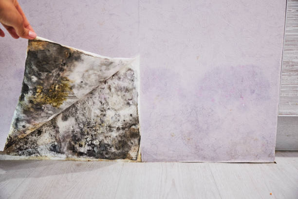 Best Black Mold Removal  in Cedar Rapids, IA